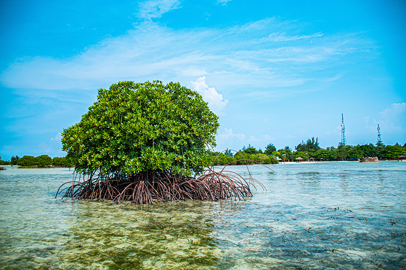 Mangrove Forest Image